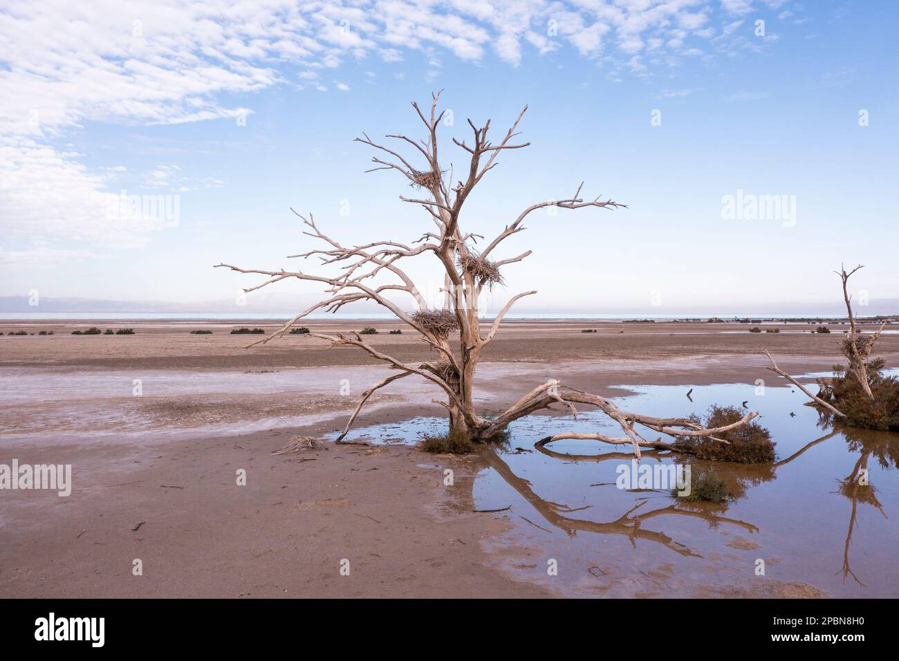 Ein toter Baumwollbaum mit längst verlassenen Reihennestern steht an der Südküste der von der Dürre heimgesuchten Salton Sea Kaliforniens. Der Binnensee schrumpft aufgrund des Klimawandels, der anhaltenden Dürre und des rückläufigen Zuflusses aus der landwirtschaftlichen Abwässerung, die vom Colorado River gespeist wird, schnell. An der schwindenden Küste sind nicht nur salzige Schlammflächen und tote Fische, sondern auch gefährliche Chemikalien sichtbar. Wenn der Wind aufweht, werden diese Schadstoffe durch die Luft übertragen und stellen ein großes Risiko für die öffentliche Gesundheit der Bewohner des Imperial Valley – und der Menschen in ganz Südkalifornien dar. Stockfoto