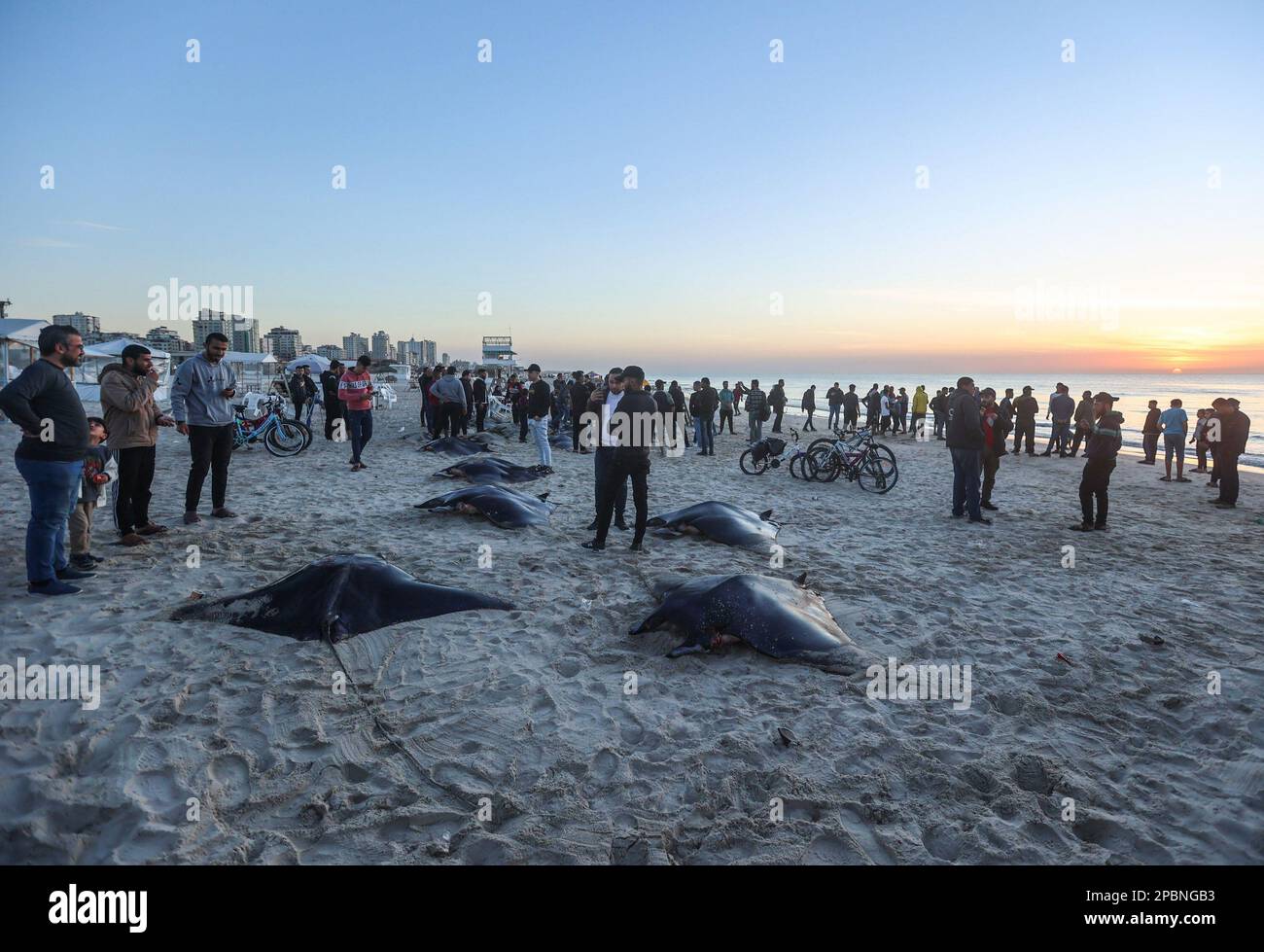 Gaza, Palästina. 12. März 2023. Palästinenser versammelten sich um Mantarochen (Manta birostris), die am Strand entlang der Küste in Gaza-Stadt angespült wurden. Palästinensische Fischer verlassen das Mittelmeer auf ihren Fischerbooten mit einem Haufen Mantarochen, die angespült werden, während Dutzende von Palästinensern an der Küste von Gaza-Stadt darauf warten, sie zu beobachten. Kredit: SOPA Images Limited/Alamy Live News Stockfoto