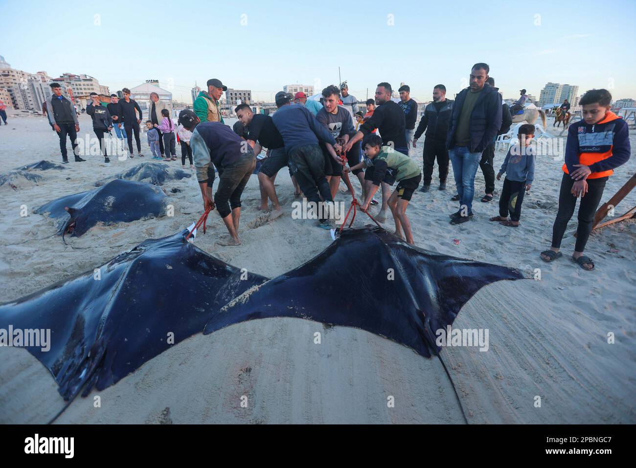 Gaza, Palästina. 12. März 2023. Palästinensische Fischer ziehen Mantarochen (Manta birostris), nachdem sie am Strand entlang der Küste in Gaza-Stadt angespült wurden. Palästinensische Fischer verlassen das Mittelmeer auf ihren Fischerbooten mit einem Haufen Mantarochen, die angespült werden, während Dutzende von Palästinensern an der Küste von Gaza-Stadt darauf warten, sie zu beobachten. Kredit: SOPA Images Limited/Alamy Live News Stockfoto