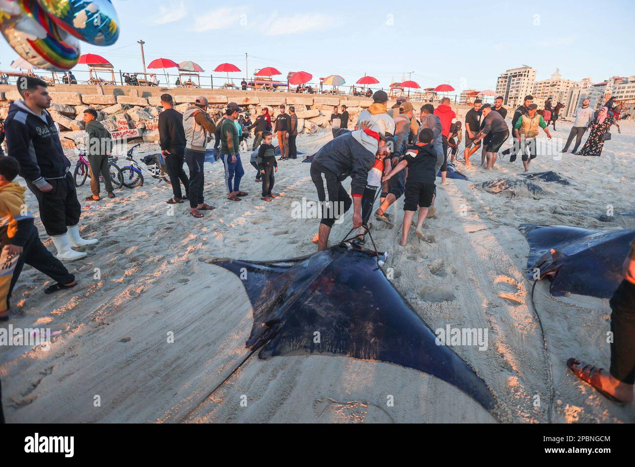 Gaza, Palästina. 12. März 2023. Palästinensische Fischer ziehen Mantarochen (Manta birostris), nachdem sie am Strand entlang der Küste in Gaza-Stadt angespült wurden. Palästinensische Fischer verlassen das Mittelmeer auf ihren Fischerbooten mit einem Haufen Mantarochen, die angespült werden, während Dutzende von Palästinensern an der Küste von Gaza-Stadt darauf warten, sie zu beobachten. Kredit: SOPA Images Limited/Alamy Live News Stockfoto