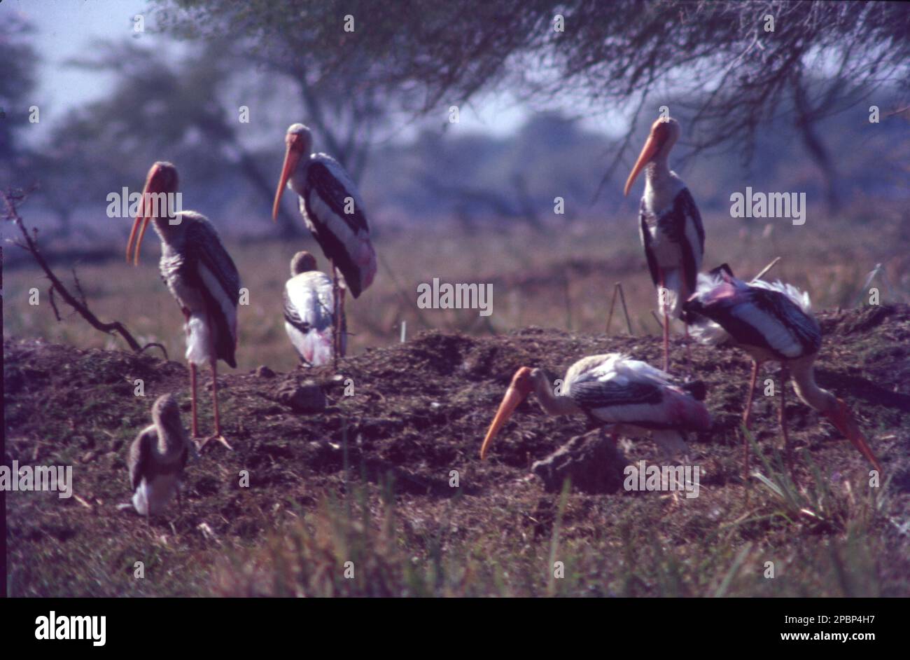 Der bemalte Storch (Mycteria leucocephala) ist eine große Wader in der Storchenfamilie. Sie findet sich in den Feuchtgebieten der tropischen asiatischen Ebenen südlich des Himalaya auf dem indischen Subkontinent und erstreckt sich bis nach Südostasien. Ihre unverwechselbaren rosafarbenen tertialen Federn der Erwachsenen geben ihnen ihren Namen. Sie nisten kolonial in Bäumen, oft zusammen mit anderen Wasservögeln. Sie sind nicht wandernd und bewegen sich nur in einigen Teilen ihres Sortiments über kurze Entfernungen, wenn das Wetter oder die Verfügbarkeit von Nahrungsmitteln oder die Zucht sich ändern. Stockfoto