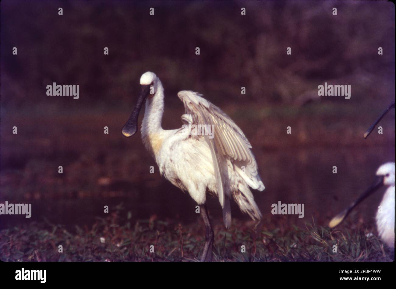 Löffelchen sind eine Gattung, Platalea, von großen, langbeinigen Watvögeln. Die Löffelscheine sind weltweit verteilt und finden sich auf allen Kontinenten außer der Antarktis. Die Gattung Platalea stammt aus dem alten Griechischen und bedeutet „breit“, was auf die besondere Form des Schatzes verweist. Stockfoto