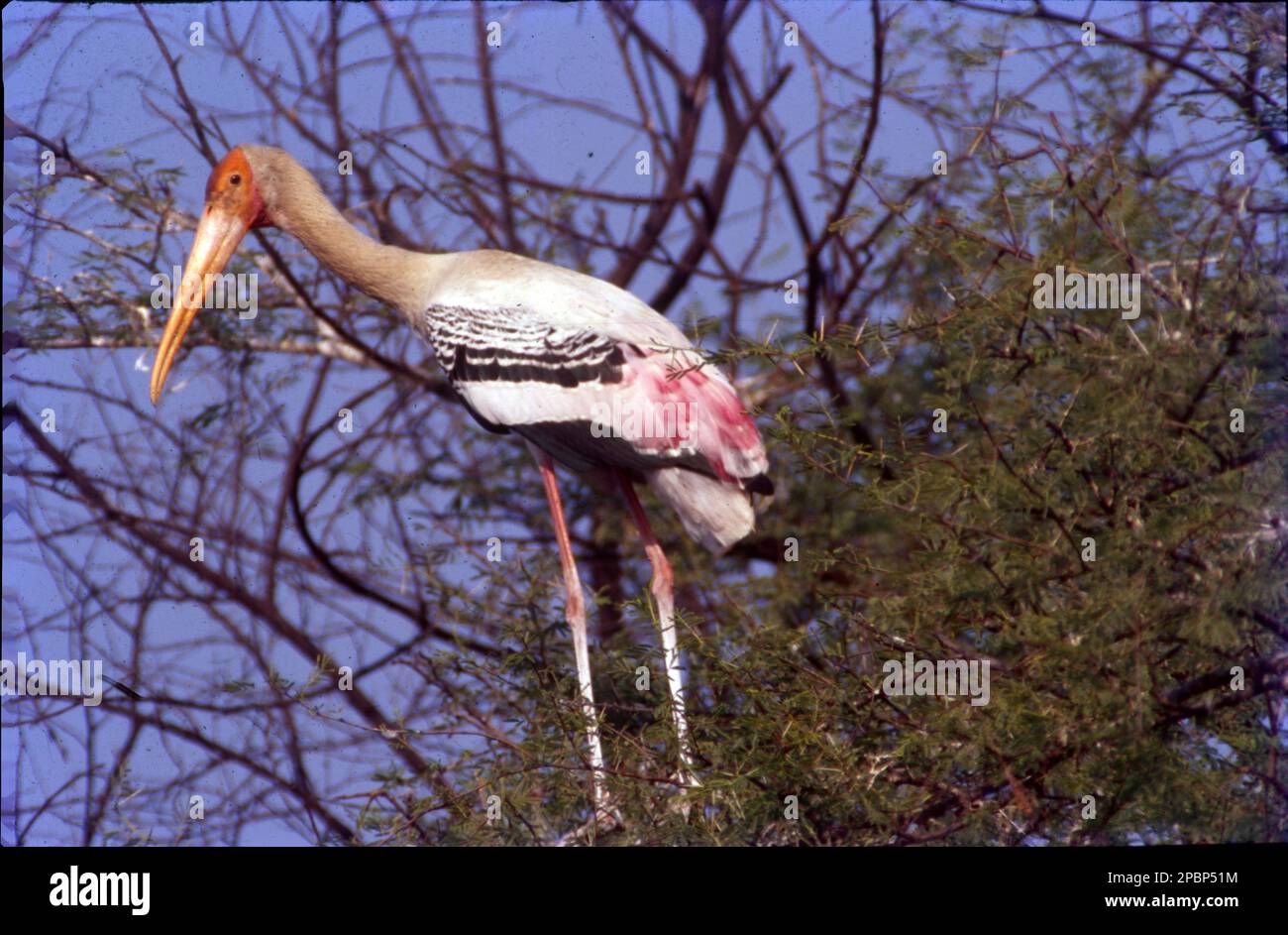 Der bemalte Storch (Mycteria leucocephala) ist eine große Wader in der Storchenfamilie. Sie findet sich in den Feuchtgebieten der tropischen asiatischen Ebenen südlich des Himalaya auf dem indischen Subkontinent und erstreckt sich bis nach Südostasien. Ihre unverwechselbaren rosafarbenen tertialen Federn der Erwachsenen geben ihnen ihren Namen. Sie nisten kolonial in Bäumen, oft zusammen mit anderen Wasservögeln. Sie sind nicht wandernd und bewegen sich nur in einigen Teilen ihres Sortiments über kurze Entfernungen, wenn das Wetter oder die Verfügbarkeit von Nahrungsmitteln oder die Zucht sich ändern. Stockfoto