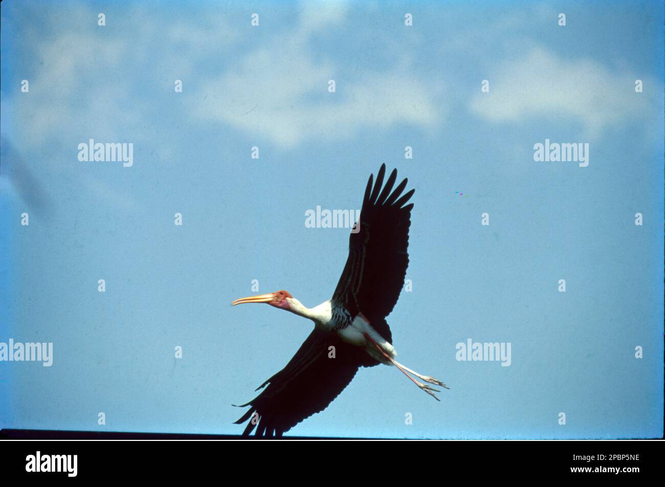 Der bemalte Storch (Mycteria leucocephala) ist eine große Wader in der Storchenfamilie. Sie findet sich in den Feuchtgebieten der tropischen asiatischen Ebenen südlich des Himalaya auf dem indischen Subkontinent und erstreckt sich bis nach Südostasien. Ihre unverwechselbaren rosafarbenen tertialen Federn der Erwachsenen geben ihnen ihren Namen. Sie nisten kolonial in Bäumen, oft zusammen mit anderen Wasservögeln. Sie sind nicht wandernd und bewegen sich nur in einigen Teilen ihres Sortiments über kurze Entfernungen, wenn das Wetter oder die Verfügbarkeit von Nahrungsmitteln oder die Zucht sich ändern. Stockfoto