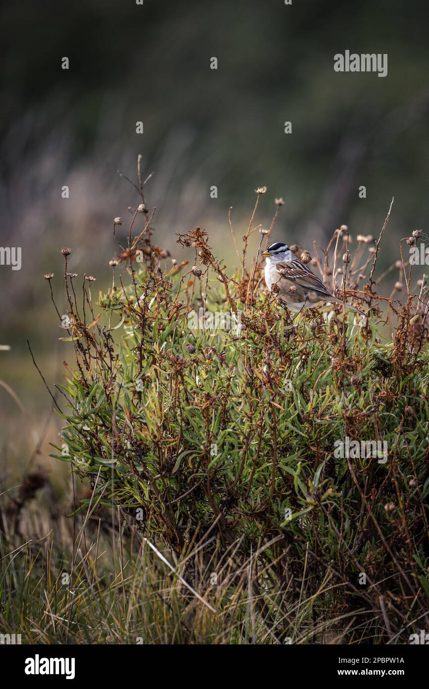 Ein Vogel, der den Sonnenaufgang am Glass Beach in Fort Bragg, CA, genießt Stockfoto