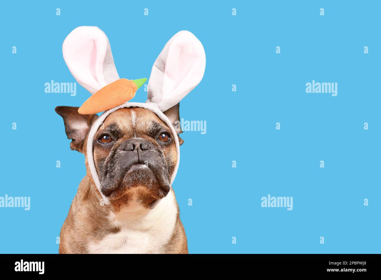 Französischer Bulldog in Osterhäschen-Kostüm Ohrbügel auf blauem Hintergrund mit Kopierbereich Stockfoto