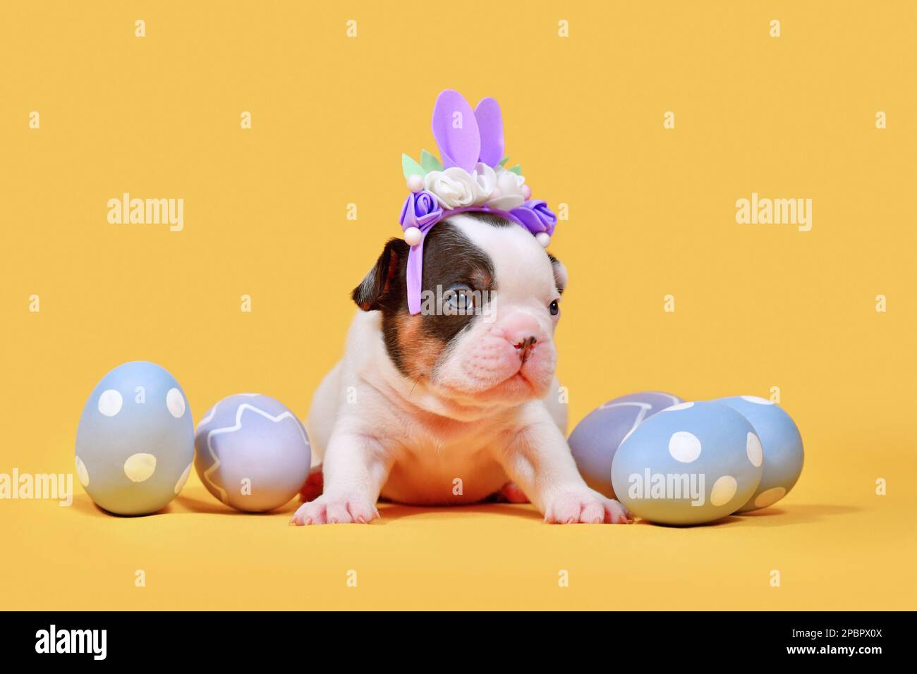 Braunes französisches Bulldog-Hündchen mit Osterhäschen-Ohren und Eiern auf gelbem Hintergrund Stockfoto