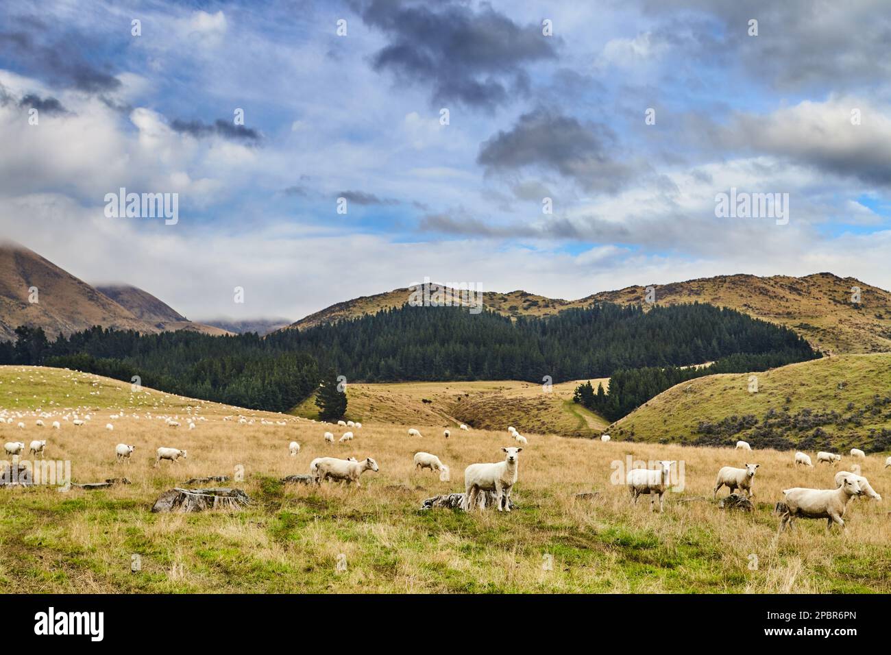 Neuseelands Landschaft mit Wald, wolkenlosem Himmel und Hügeln bedeckt von weidenden Schafen Stockfoto