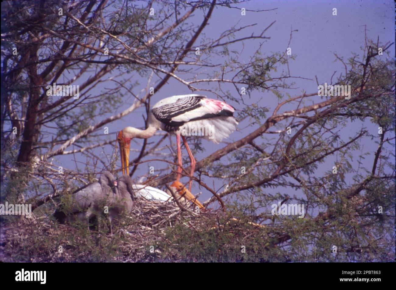 Der bemalte Storch (Mycteria leucocephala) ist eine große Wader in der Storchenfamilie. Sie findet sich in den Feuchtgebieten der tropischen asiatischen Ebenen südlich des Himalaya auf dem indischen Subkontinent und erstreckt sich bis nach Südostasien. Ihre unverwechselbaren rosafarbenen tertialen Federn der Erwachsenen geben ihnen ihren Namen. Sie nisten kolonial in Bäumen, oft zusammen mit anderen Wasservögeln. Sie sind nicht wandernd und bewegen sich nur in einigen Teilen ihres Sortiments über kurze Entfernungen, wenn das Wetter oder die Verfügbarkeit von Nahrungsmitteln oder die Zucht sich ändern. Stockfoto