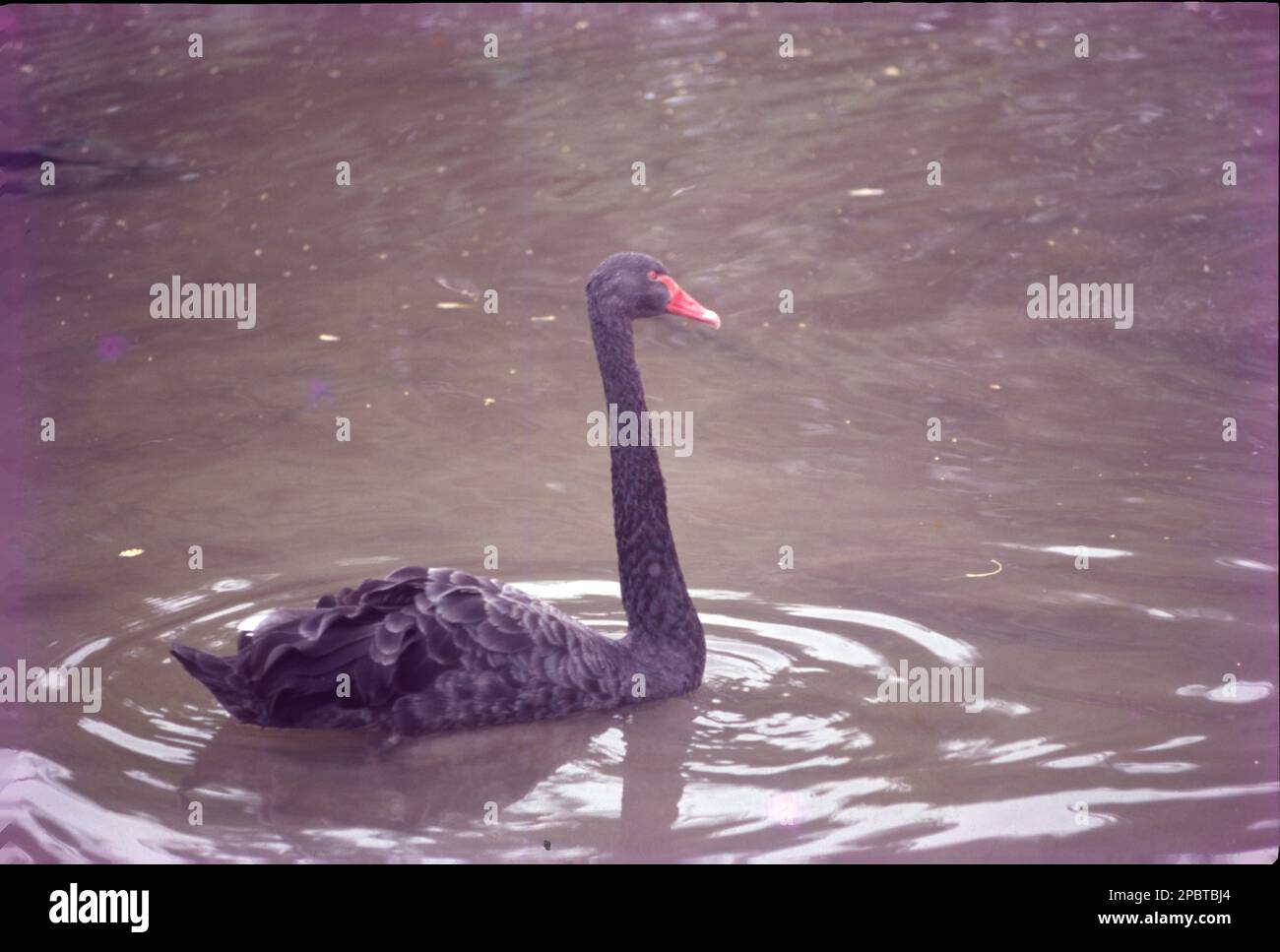 Der schwarze Schwan (Cygnus atratus) ist ein großer Wasservogel, eine Schwanenart, die hauptsächlich im Südosten und Südwesten Australiens züchtet. Innerhalb Australiens ist der schwarze Schwan nomadisch, mit unregelmäßigen Migrationsmustern, die von den klimatischen Bedingungen abhängen. Es ist ein großer Vogel mit schwarzem Gefieder und einem roten Schein. Stockfoto