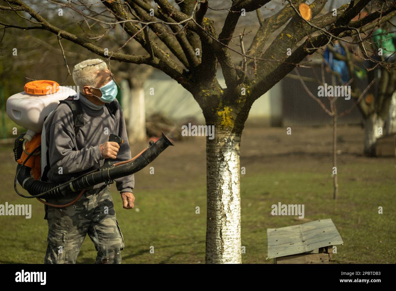 Senior Arbeiter, Rentner mit Schutzmaske, die Obstbäume zum Schutz im Obstgarten bespritzt.Gesundheit und Schutz bei der Arbeit mit toxischen Chemikalien Stockfoto