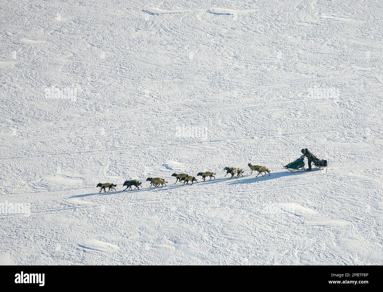 Iditarod Trail Sled Dog Race front runner, four-time Iditarod champion ...