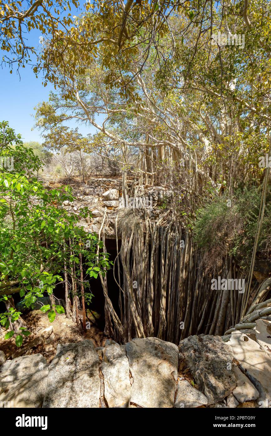 Riesige banyan-Feige am Sinkhole, deren Wurzeln wachsen und einen kleinen Wald und eine atemberaubende natürliche Landschaft bilden. Tsimanampetsotsa-Nationalpark. Mada Stockfoto