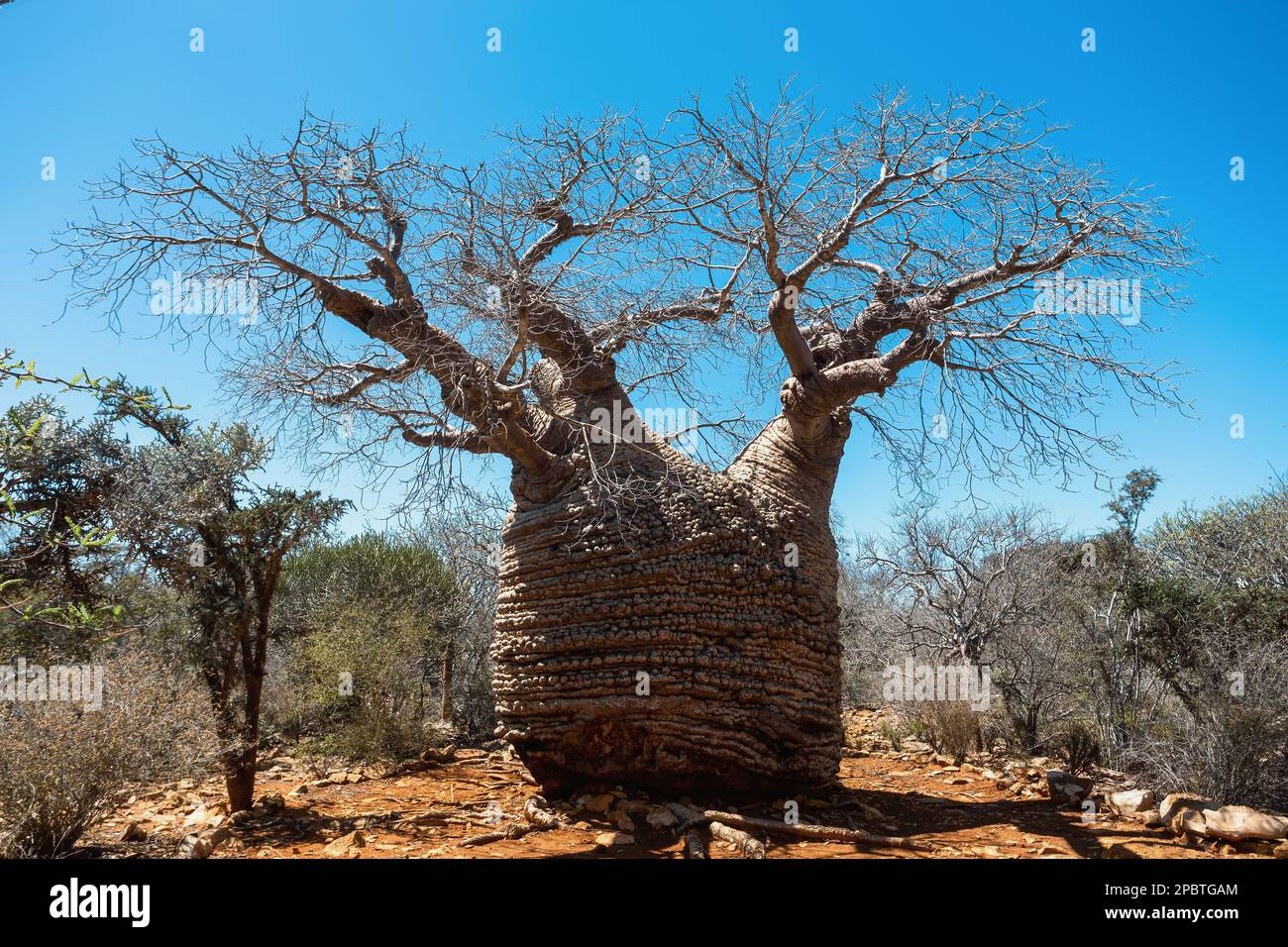 Majestätische Großmutter Fony Baobab (Adansonia rubrostipa), der älteste Teil des Baumes, der schätzungsweise 1.600 Jahre alt ist. Tsimanampetsotsa-Nationalpark. Madaga Stockfoto
