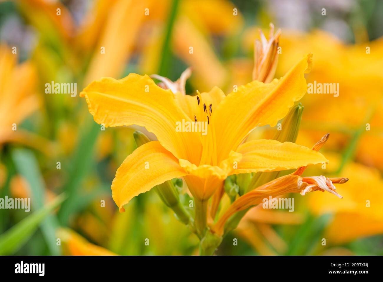 Hemerocallis Burning Daylight, Daylily Burning Daylight, intensive orange-gelbe, trompetenförmige Blumen Stockfoto