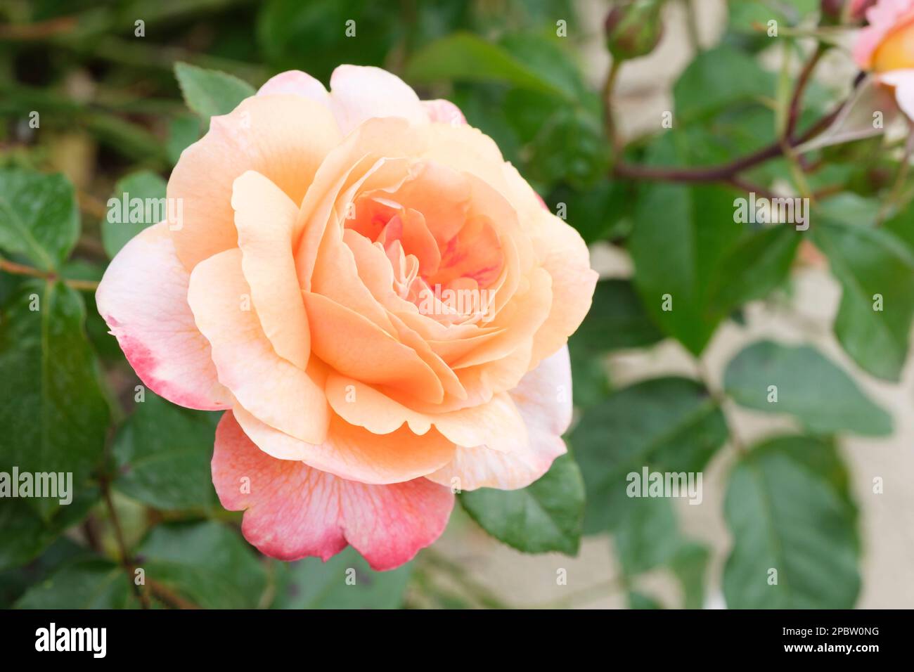 Hybrid Rose E.K. Janaki Ammal, rosa E.K. Janaki Ammal, doppelte apricotfarbene Rose Stockfoto