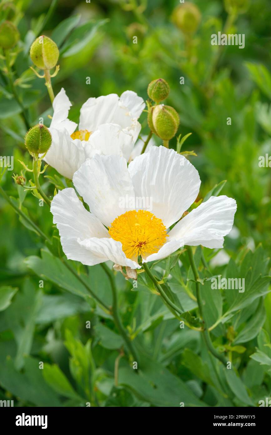 Papaver Nudicaule Champagne Bubbles, White, F1 Hybrid, Iceland Poppy, Poppy Champagne Bubbles, Mehrjährige, papierweiße Blume mit kontrastierendem Gelb Stockfoto