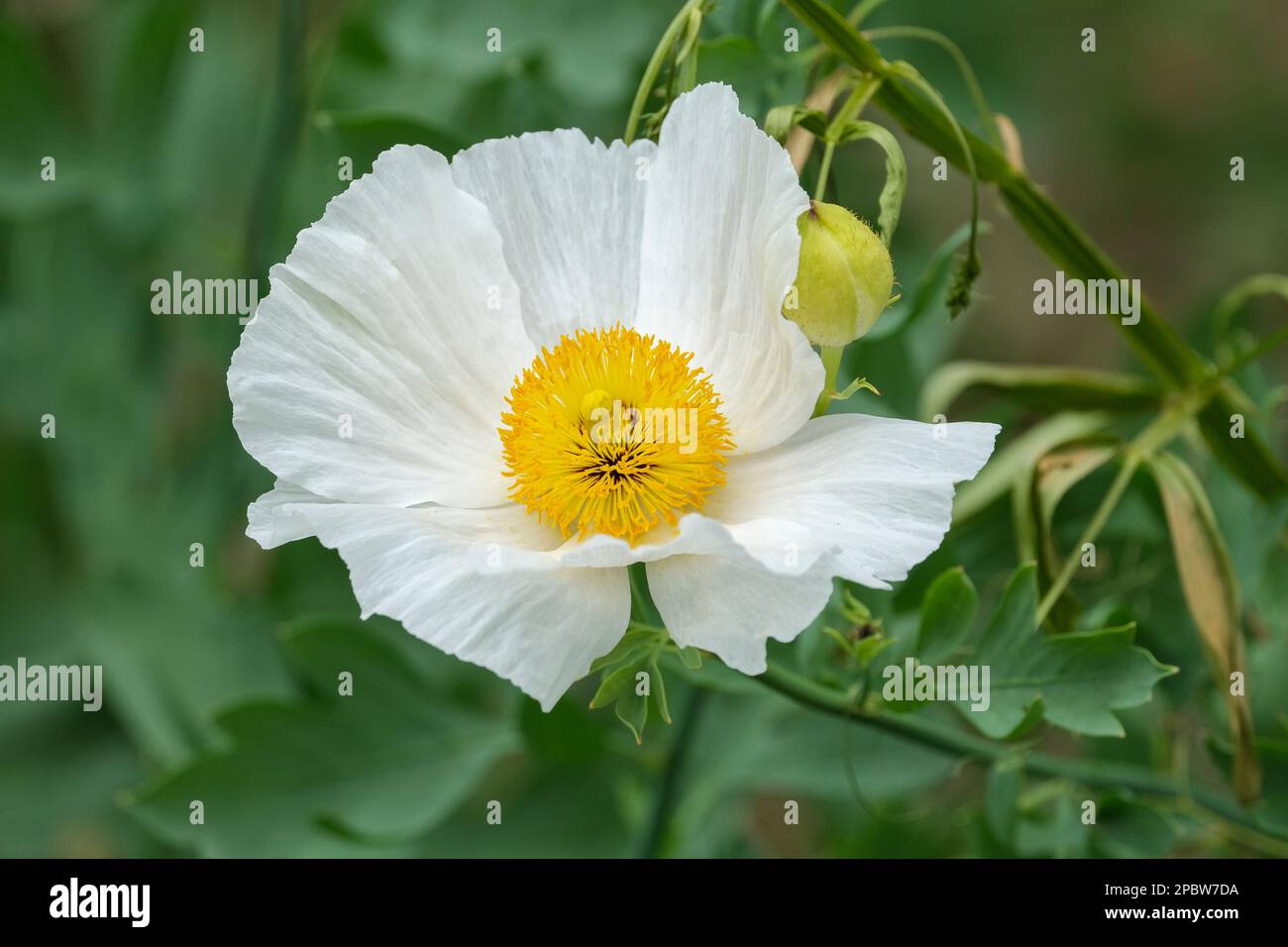 Papaver Nudicaule Champagne Bubbles, White, F1 Hybrid, Iceland Poppy, Perennial, Papierweiße Blume mit kontrastierender gelber Mitte Stockfoto