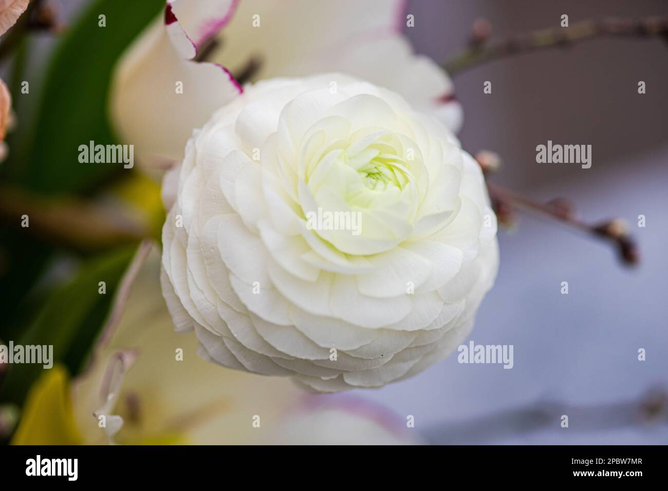 Wunderschöne weiße Ranunculus-Blumen im Blumenstrauß Stockfoto