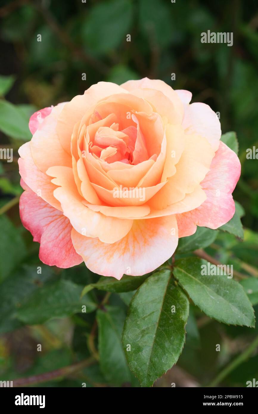 Hybrid Rose E.K. Janaki Ammal, rosa E.K. Janaki Ammal, doppelt, aprikot gefärbte Rose Stockfoto