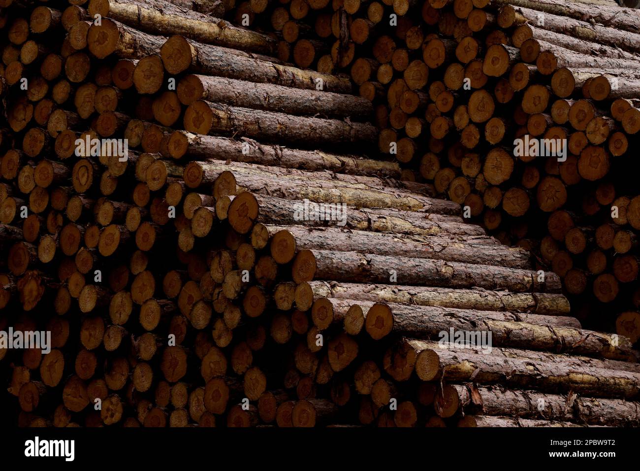 Holz auf dem Bauernhof in Wisconsin. Stockfoto