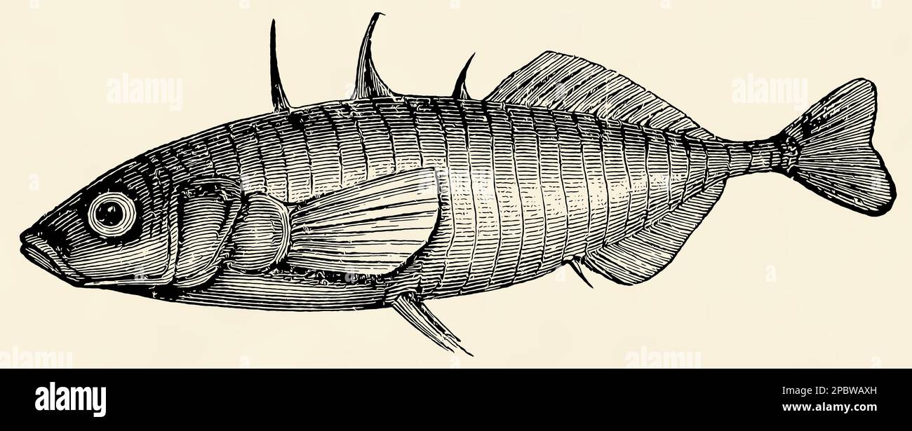 Der Süßwasserfisch - Dreispinniger Stickleback (Gasterosteus aculeatus). Antike stilisierte Illustration. Stockfoto