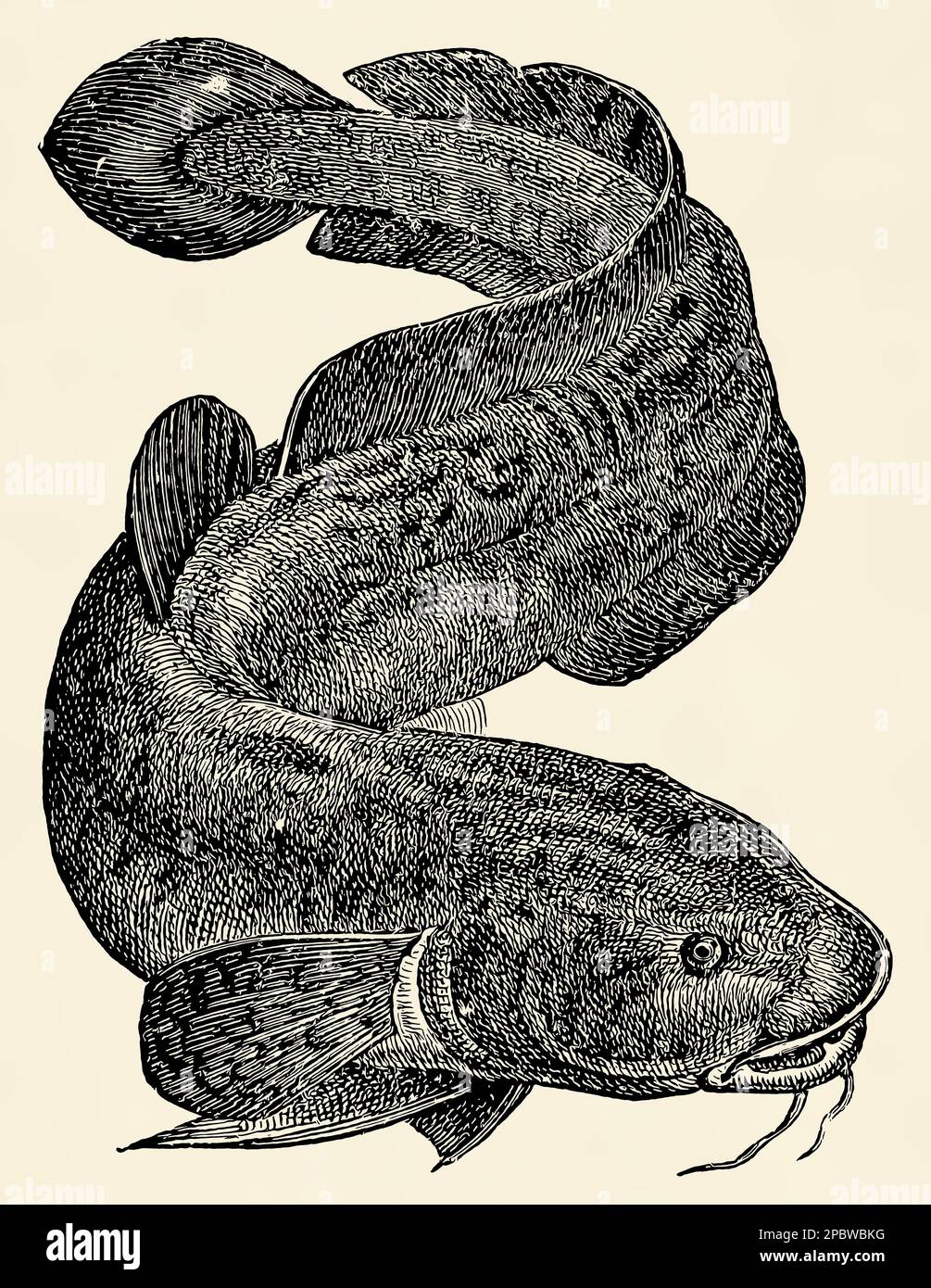Der Süßwasserfisch - Burbot (Lota Lota). Antike stilisierte Illustration. Stockfoto