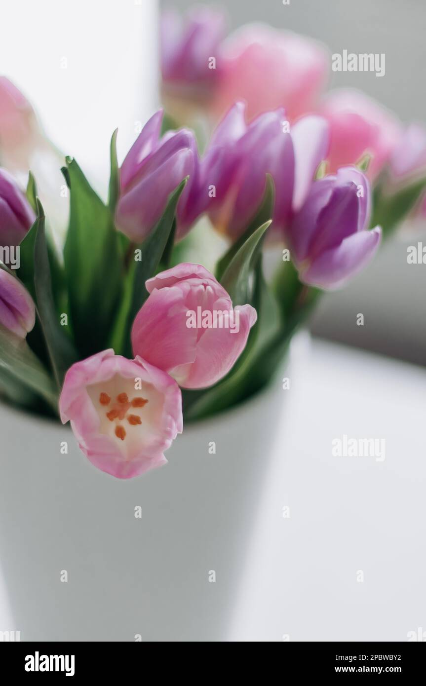 Ein Blumenstrauß mit Tulpen in zarten Farbtönen in einer weißen Vase. Stockfoto