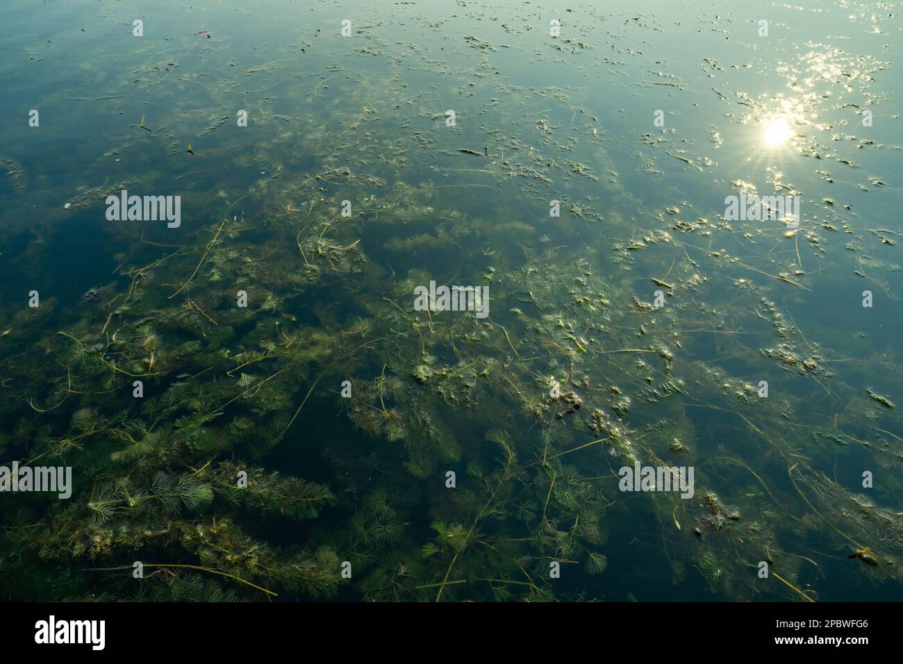 Hydria oder Wasserthymian. Hydrilla verticillata. Invasive Arten im Süßwassersee. Wasserkraut. Hydridrien, die aquatische Ökosysteme stören. Unter Wasser Stockfoto