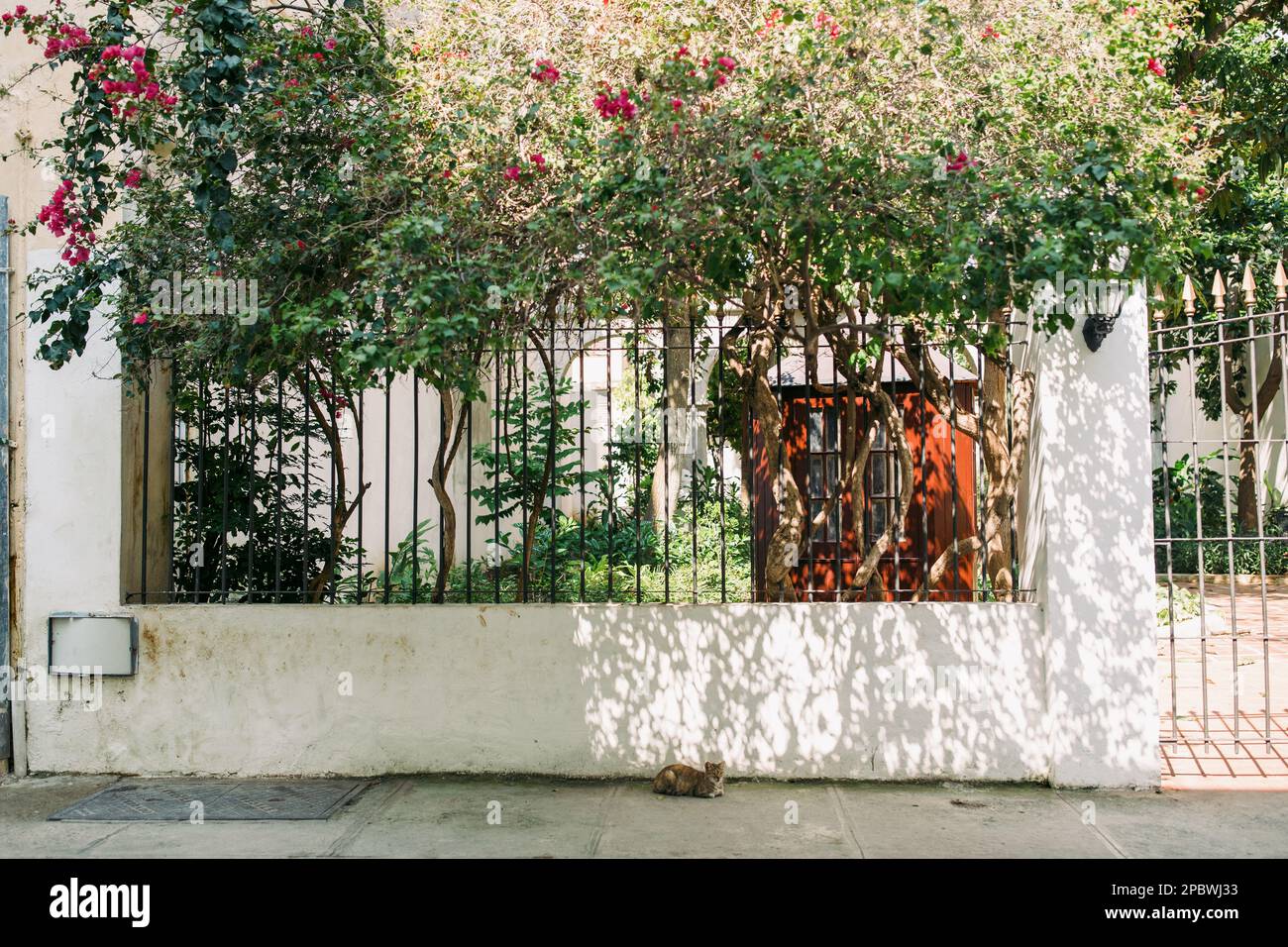 Katze auf dem Bürgersteig mit Pink Flowers in Havanna, Kuba Stockfoto