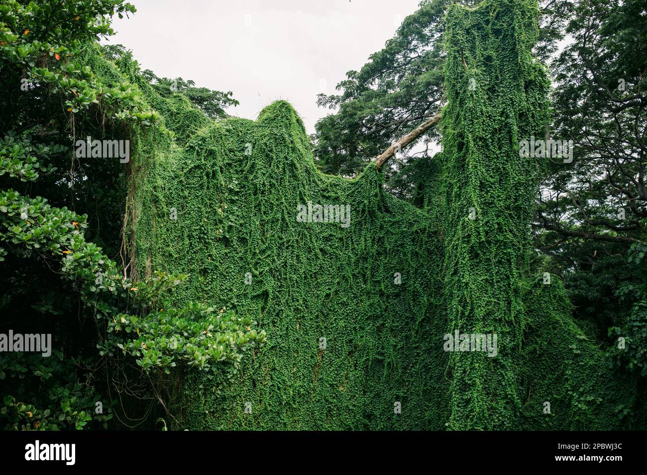 Bäume und Grün im Forestal Park in Havanna, Kuba Stockfoto