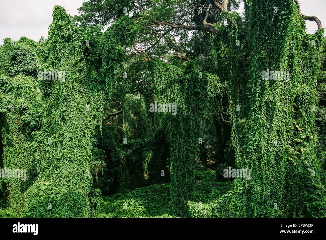 Bäume und Grün im Forestal Park in Havanna, Kuba Stockfoto