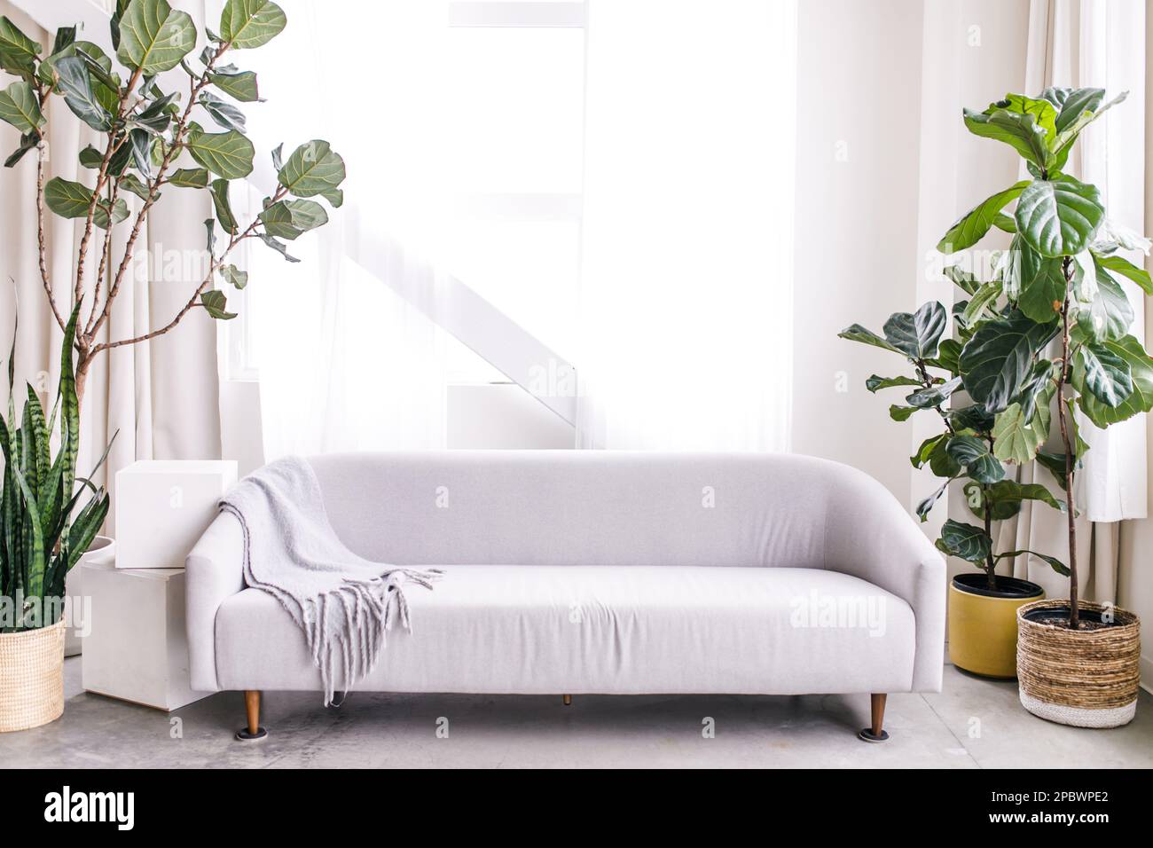 Helles und sauberes Wohnzimmer mit hohen Pflanzen und grauer Couch Stockfoto