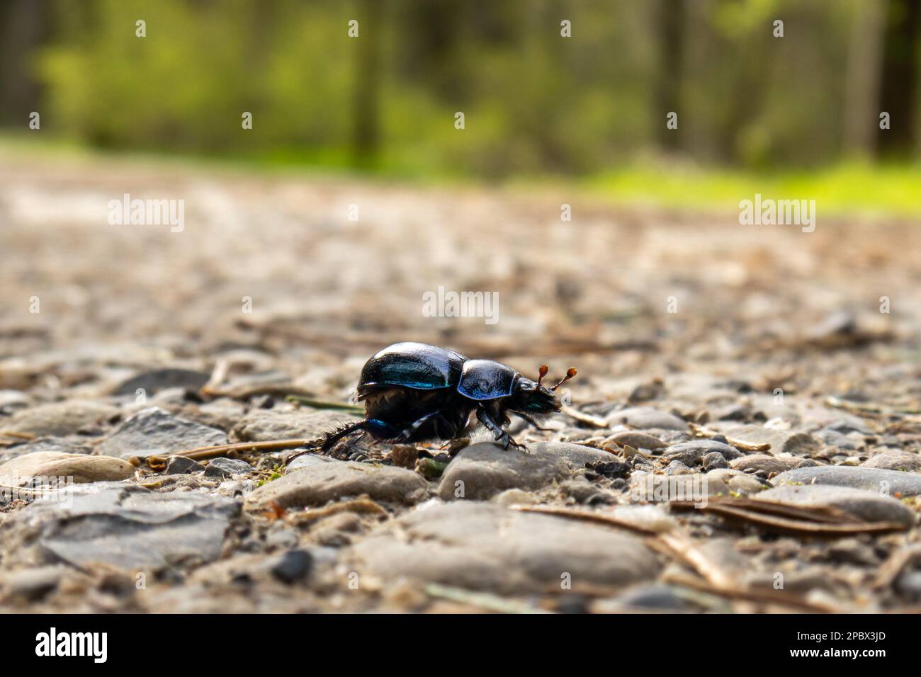 Kleiner schwarzer Wald-Dong-Käfer auf einer unbefestigten Straße. Nahaufnahme Makroaufnahme, geringe Schärfentiefe, keine Menschen. Stockfoto