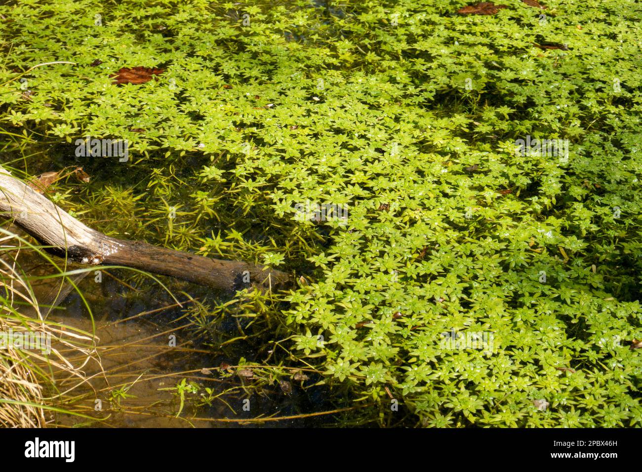 Grünes Entenkraut schwimmt auf der Wasseroberfläche eines Teiches in einem Wald. Tagsüber, sonnig, keine Menschen. Stockfoto
