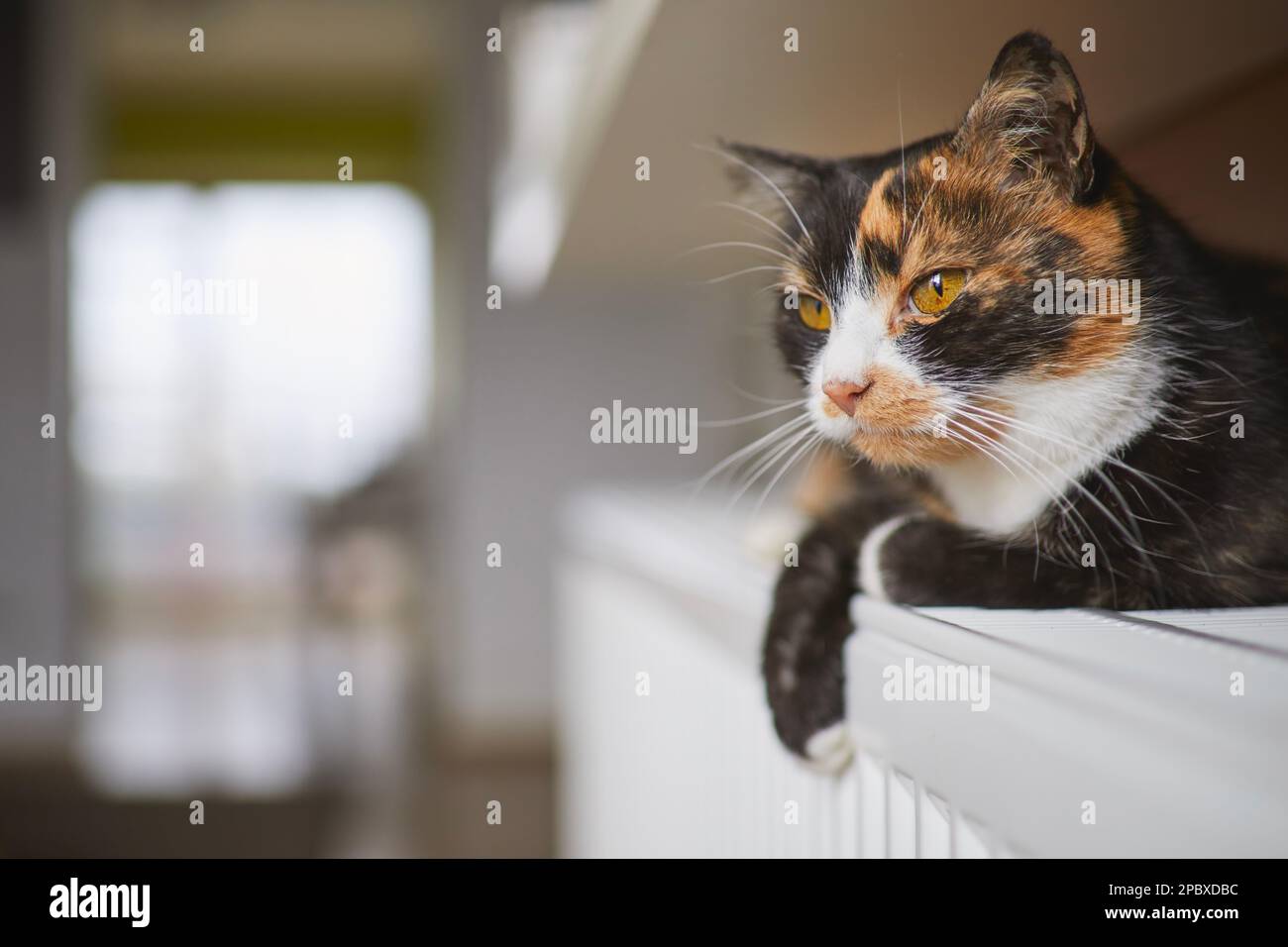 Haustier. Porträt einer süßen Tabby-Katze, die zu Hause auf der Heizung liegt. Stockfoto