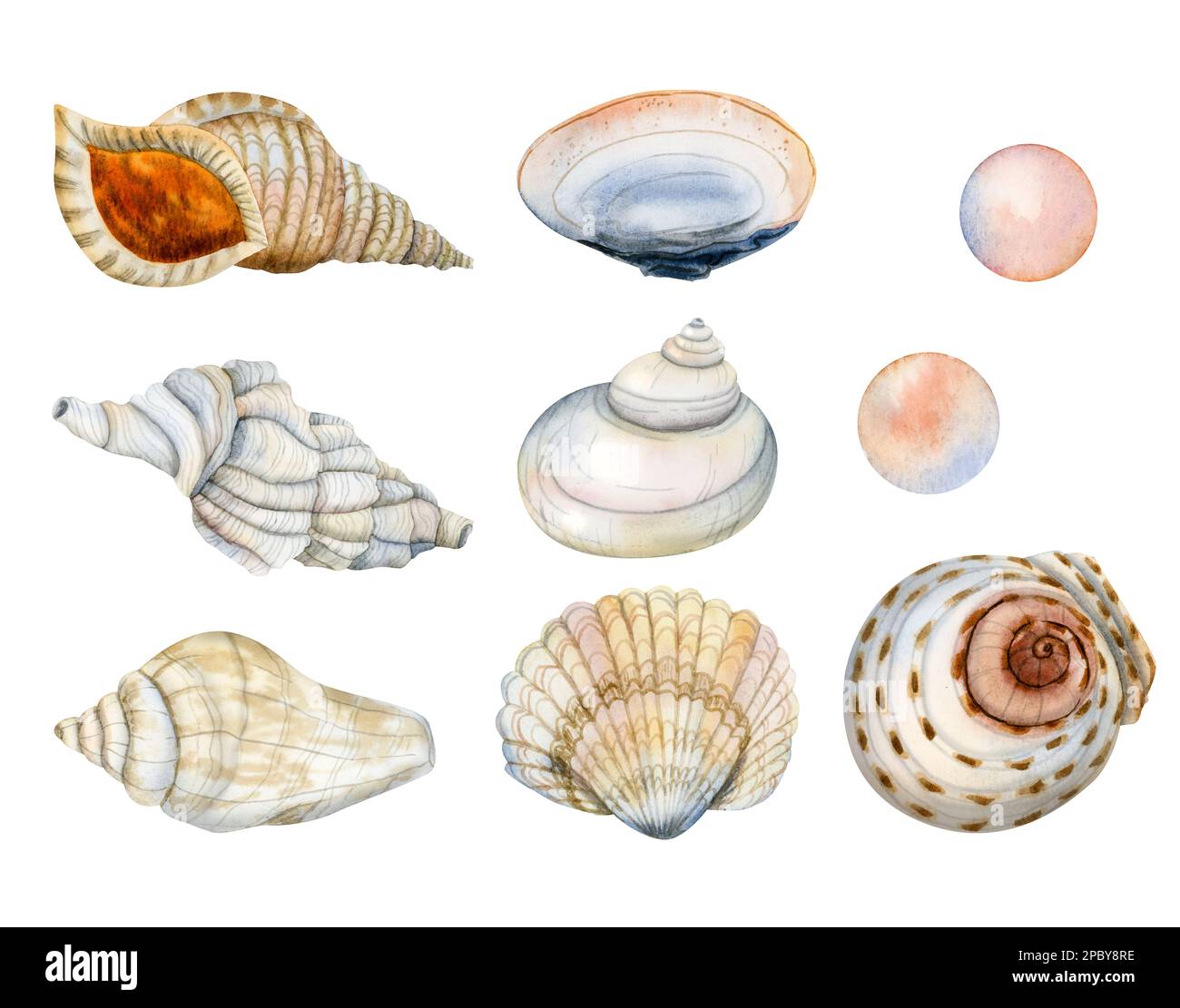 Wasserfarbenes nautisches Set aus tropischen Muscheln und Perlen unter Wasser. Handgezeichnete Illustrationen isoliert auf weißem Hintergrund Stockfoto