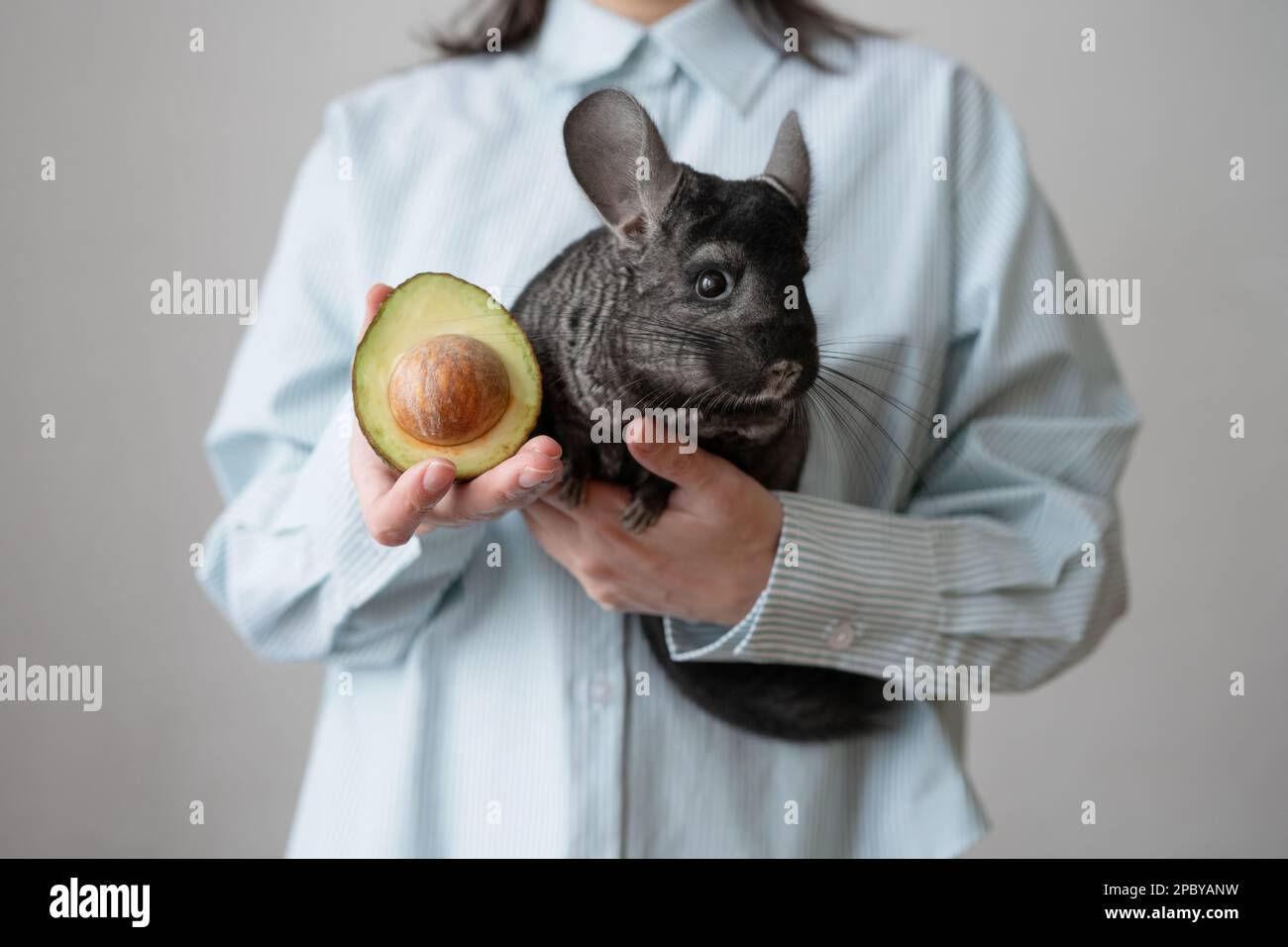Schneide ein anonymes Weibchen in einem Hemd mit einer abgeschnittenen Hälfte reifer Avocado und halte dabei ein weiches Chinchilla-Haustier, während du drinnen über grauem Hintergrund stehst Stockfoto