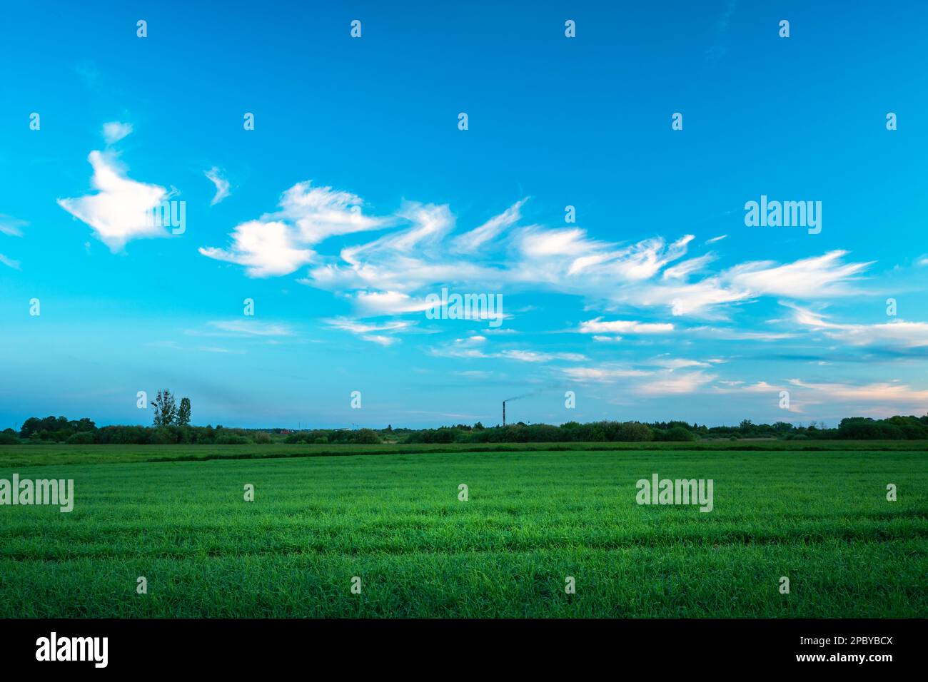 Kleine ätherische Wolken am blauen Himmel über dem grünen Feld, Maitag Stockfoto