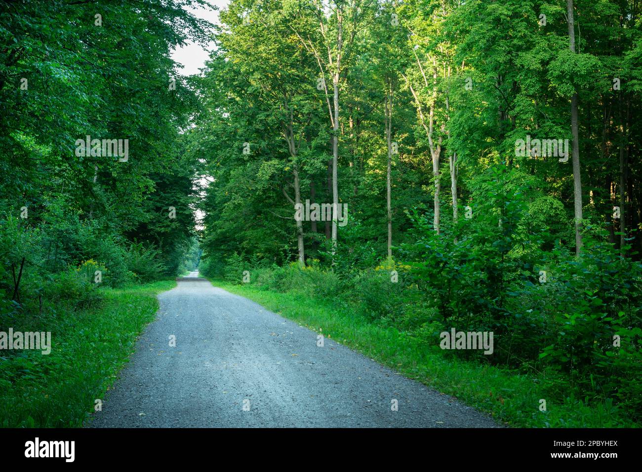 Eine Schotterstraße durch einen dichten grünen Wald mit Blick auf den Sommer Stockfoto