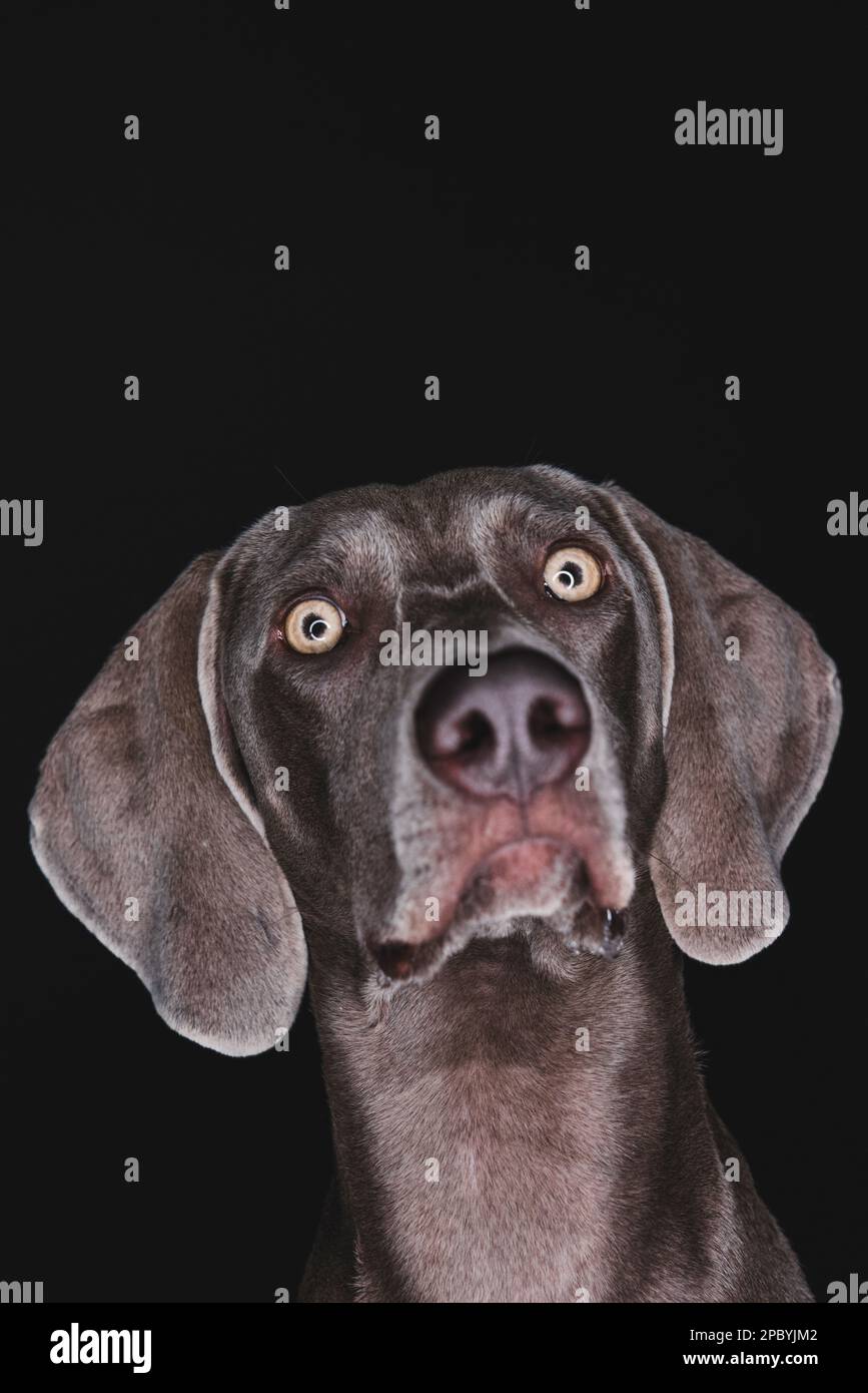 Lustige reinrassige kurzhaarige Weimaraner Hund starrte auf Kamera gegen schwarz Hintergrund Stockfoto