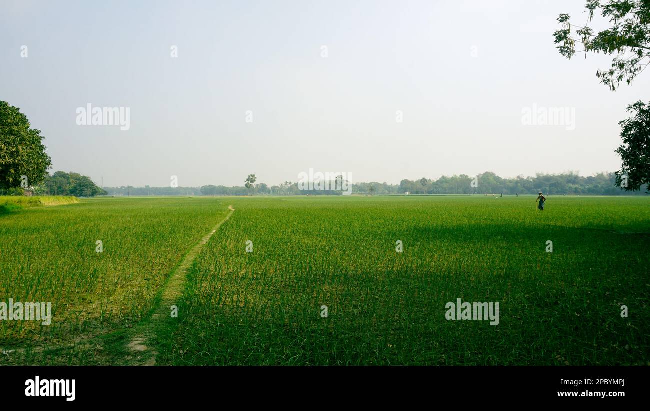 Das grüne Feld von Bangladesch. Ein schmaler Pfad verläuft durch das Erntegutfeld. Dies ist ein Blick auf ein offenes Feld in einem Dorf in Bangladesch. Stockfoto