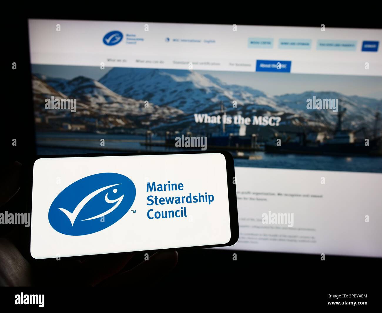 Person, die ein Mobiltelefon mit dem Logo der Organisation Marine Stewardship Council (MSC) auf dem Bildschirm vor der Webseite hält. Konzentrieren Sie sich auf das Display des Telefons. Stockfoto