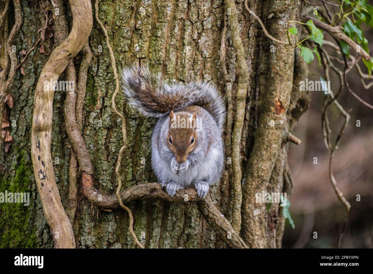 Graues Eichhörnchen (Sciurus carolinensis), das eine Nuss an einem Ivy-Kriecher um einen Baumstamm frisst. Die Spinnies, Aberogwen, Bangor, Gwynedd, Wales, Großbritannien, Großbritannien Stockfoto