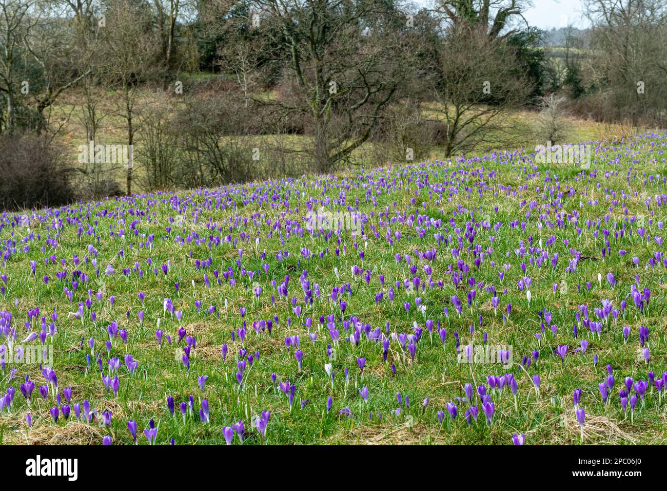 Inkpen Crocus Field im März mit blühenden Krokussen, Blick auf das Naturschutzgebiet in West Berkshire, England, Großbritannien. Crocus vernus, Spring Crocus Stockfoto