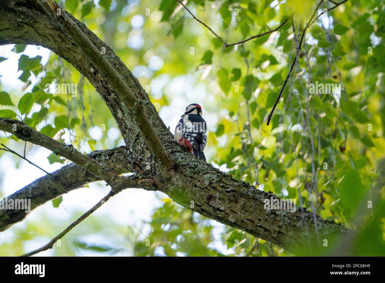 Great Spotted Woodpecker, der Specht, symbolisiert oft die neuen Möglichkeiten, die sich uns in unser Leben einbringen; er erinnert uns daran, dass wir antworten müssen Stockfoto