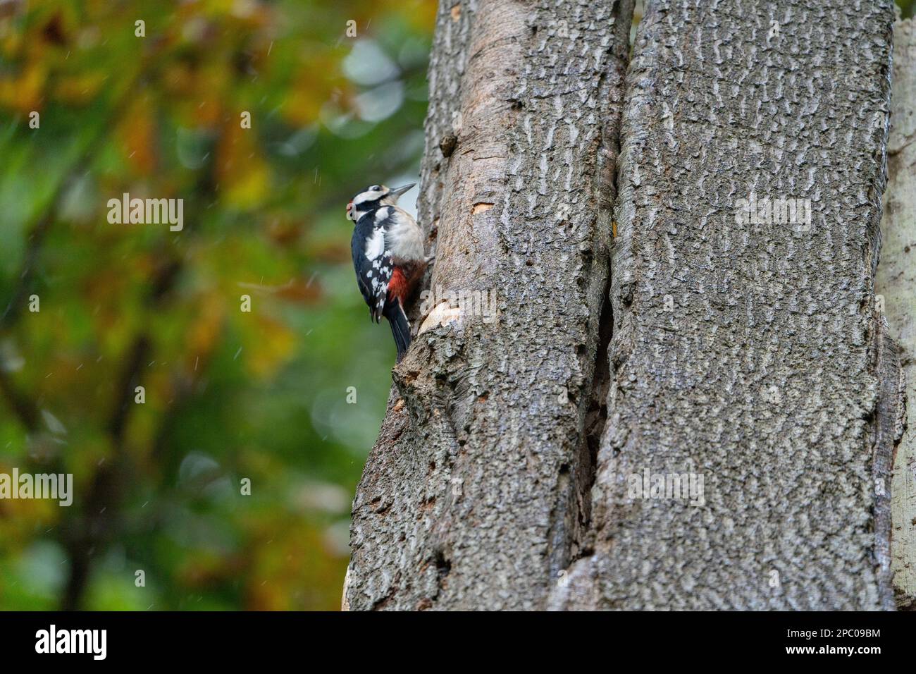 Great Spotted Woodpecker, der Specht, symbolisiert oft die neuen Möglichkeiten, die sich uns in unser Leben einbringen; er erinnert uns daran, dass wir antworten müssen Stockfoto