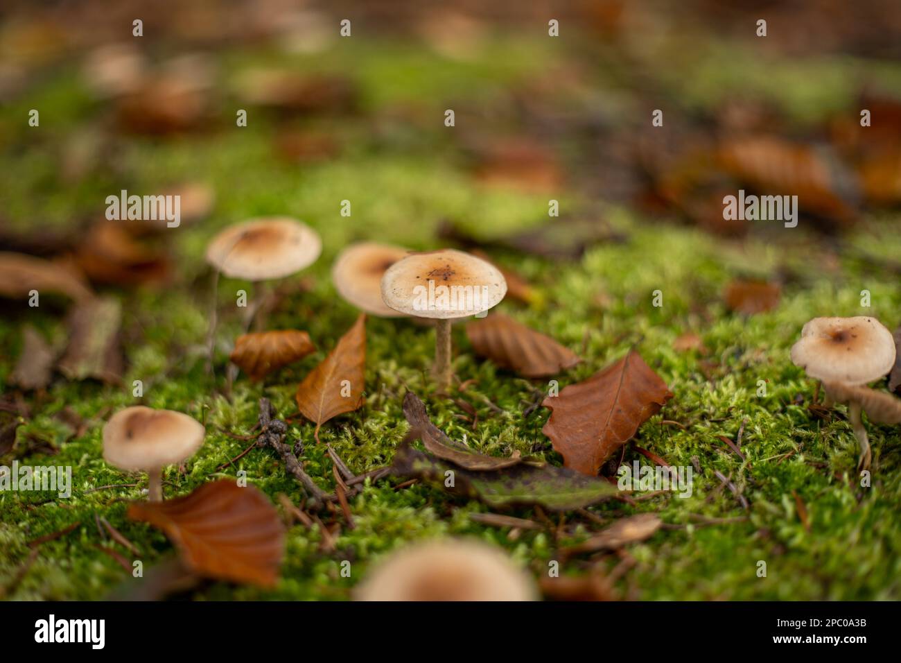 Ein Haufen wilder Pilze, die im Oktober in Europa auf mossig grünem Waldgrund wachsen. Nahaufnahme vom Boden aus, keine Leute Stockfoto