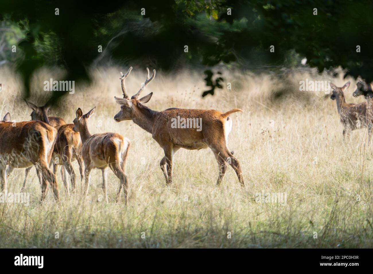 Hirsche mit großen Hörnern laufen, Rennen, schreien unter den Weibchen während der Paarungszeit, zwischen dem grünen Wald und gelben Feldern. Hirschsaison. Stockfoto