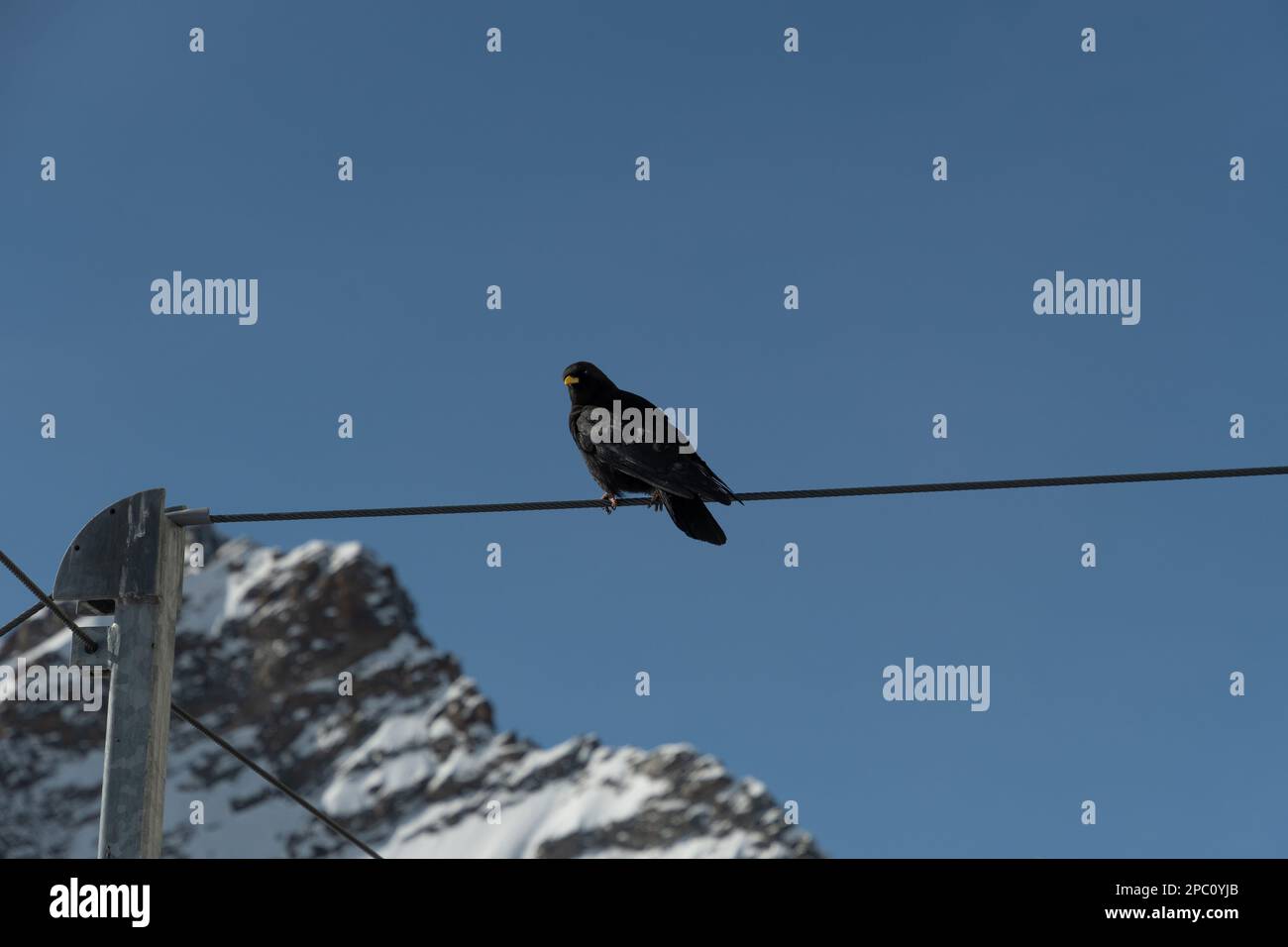 Jungfraujoch, Kanton Bern, Schweiz, 11. Februar 2023 Schwarzer Vogel sitzt auf einem Seil mit einem schneebedeckten Berg im Hintergrund Stockfoto